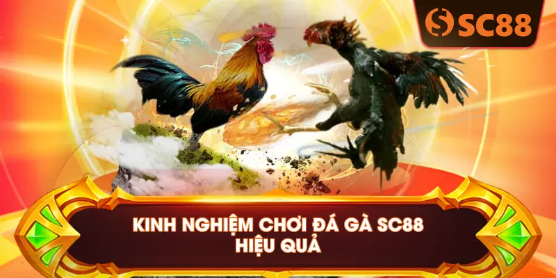 KINH NGHIỆM CHƠI ĐÁ GÀ SC88 HIỆU QUẢ